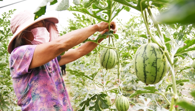 谷雨前后，種瓜點豆